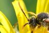Nomada sp.